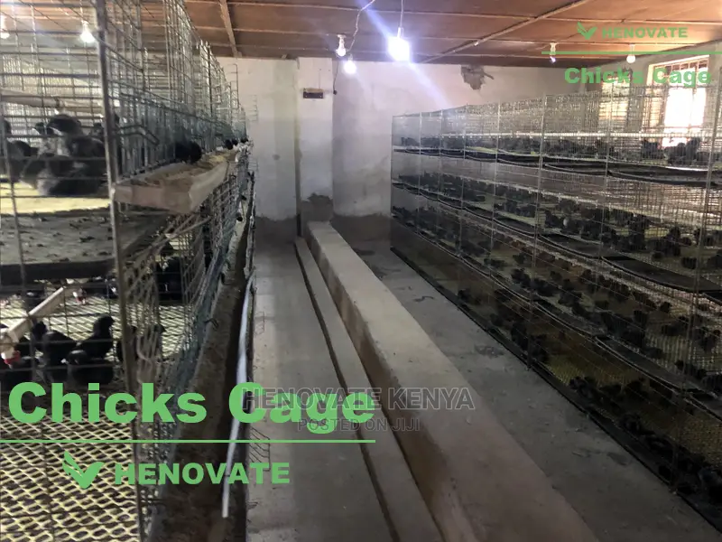 Chicks Cage From One Day Chicks