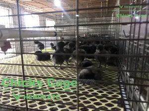 Chicks Cage From One Day Chicks