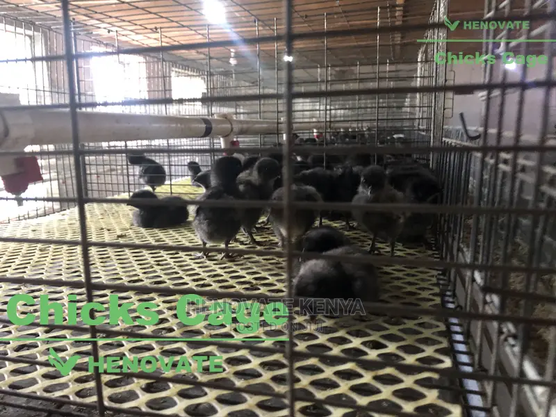 Chicks Cage From One Day Chicks