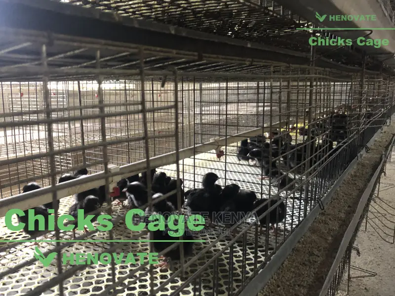 Chicks Cage From One Day Chicks
