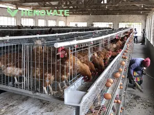 H-Type Layers Cage Saving Space