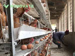H-Type Layers Cage Saving Space