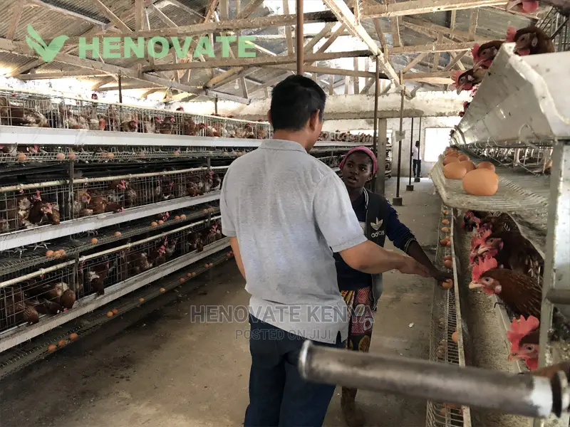 H-Type Layers Cage Saving Space