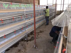 New H-type Chicken Cages