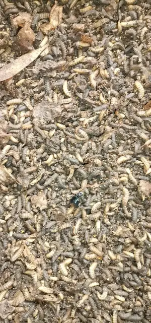 Black Soldier Fly