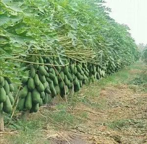 Malkia F1 Pawpaw Seeds 1gram for Sale