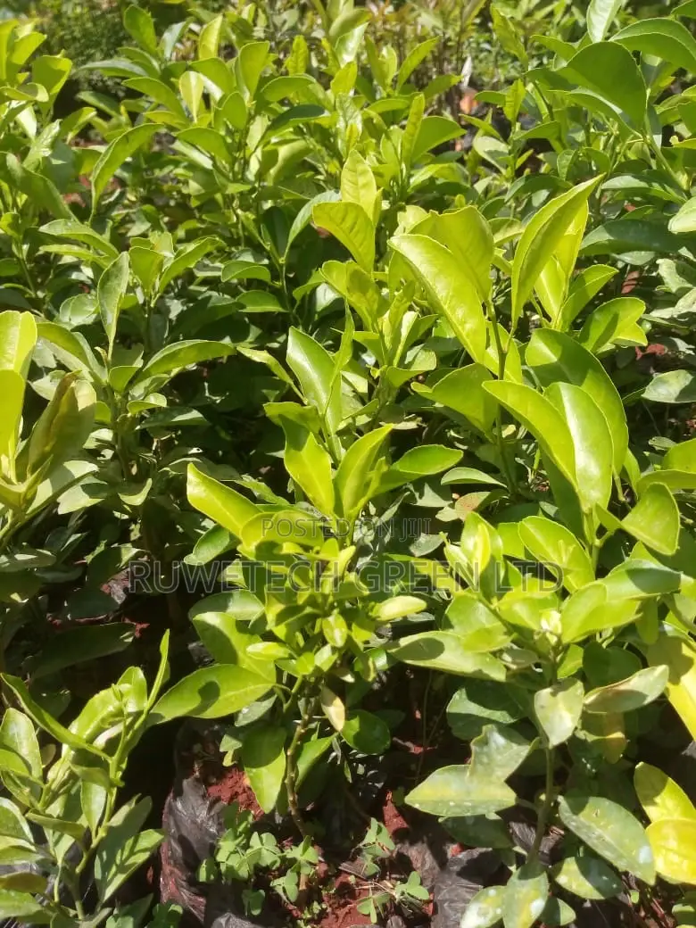 Lemon Seedlings