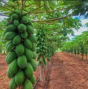 Solo Sunrise Papaya Seeds 25grams.