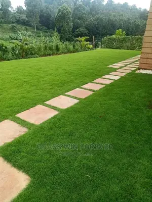 Arabic Grass Pemba Green Zibabwe Capet Grass Is Available