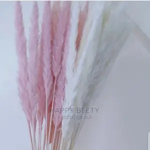 Mini Pampers Grass