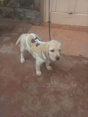 1-3 Months Female Purebred Labrador Retriever