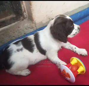 1-3 Months Male Purebred English Springer Spaniel