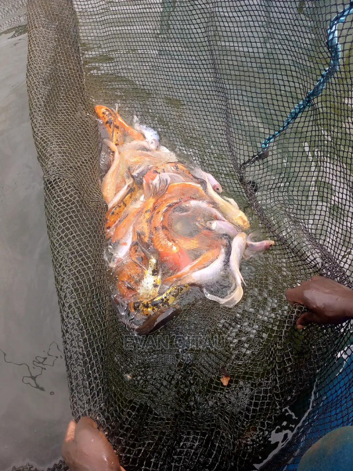 Goldfish at Wholesale Price