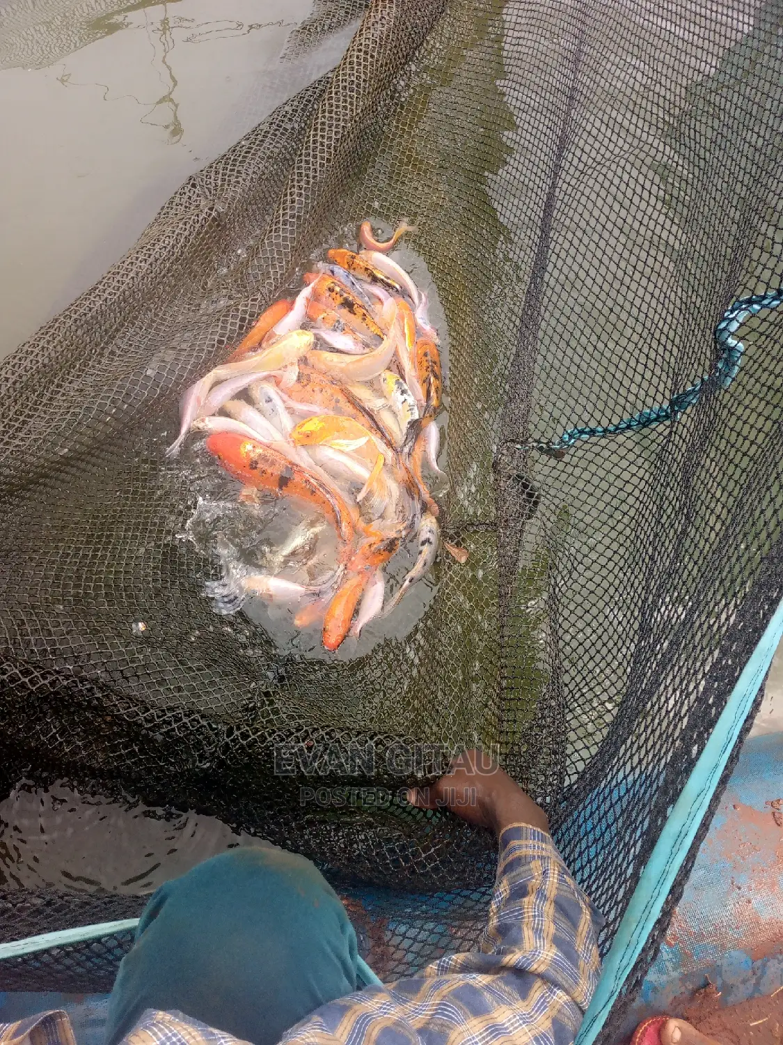 Goldfish at Wholesale Price