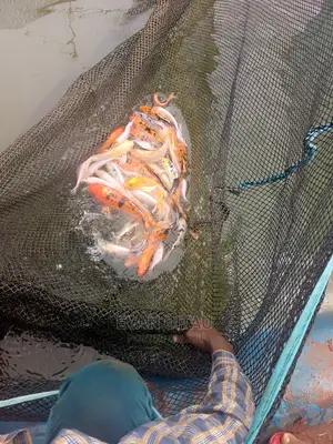 Goldfish at Wholesale Price