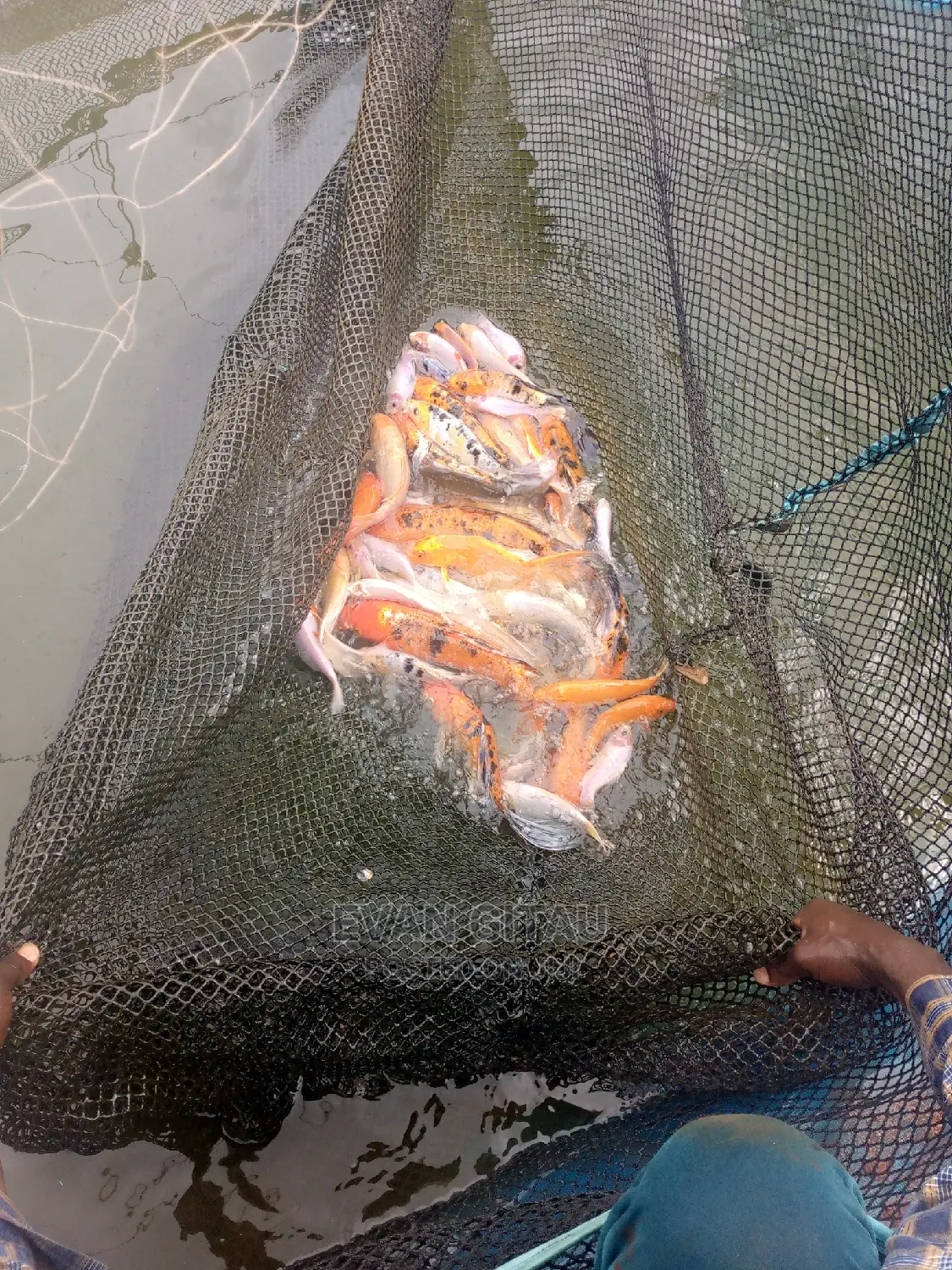 Goldfish at Wholesale Price