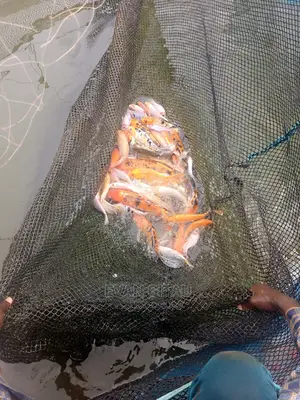 Goldfish at Wholesale Price