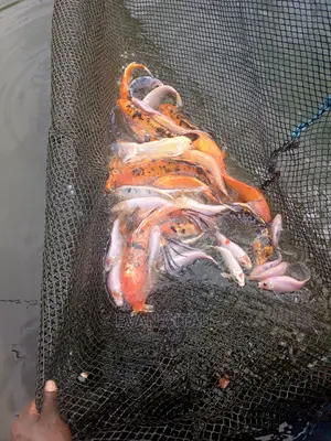 Goldfish at Wholesale Price