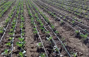 Drip Irrigation. 1/8 Acre. 2 Lines.