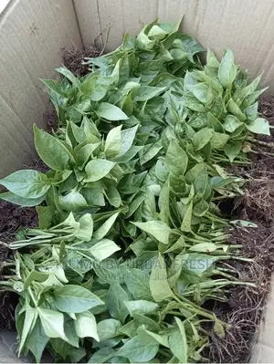 Managu , Terere , Spinach Sukuma Seedlings