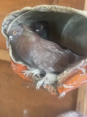 Fancy Pigeons With Crown And Socks