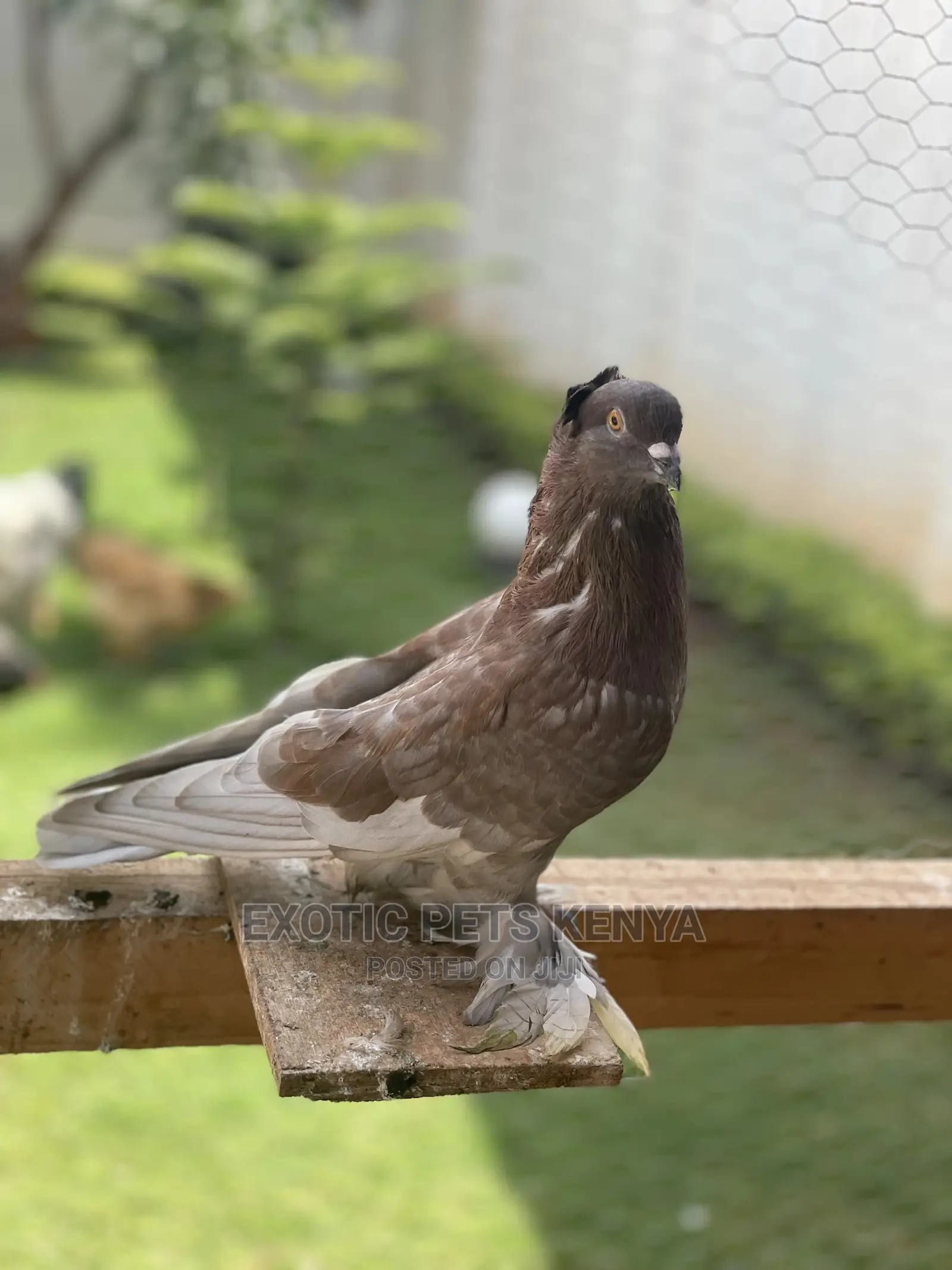 Fancy Pigeons With Crown And Socks