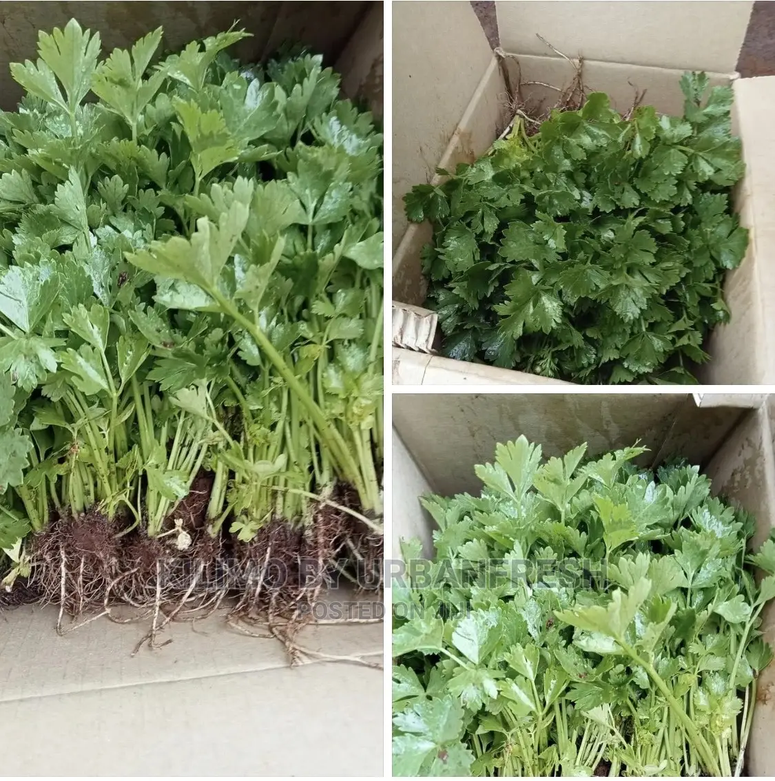 Celery Seedlings Batch of 100.