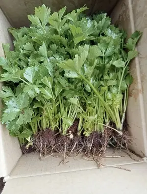 Celery Seedlings Batch of 100.