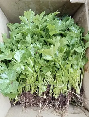 Celery Seedlings Batch of 100.