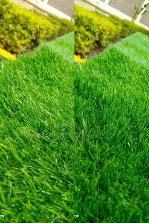Grass Carpets Grass Carpets Grass Carpets Grass Carpets