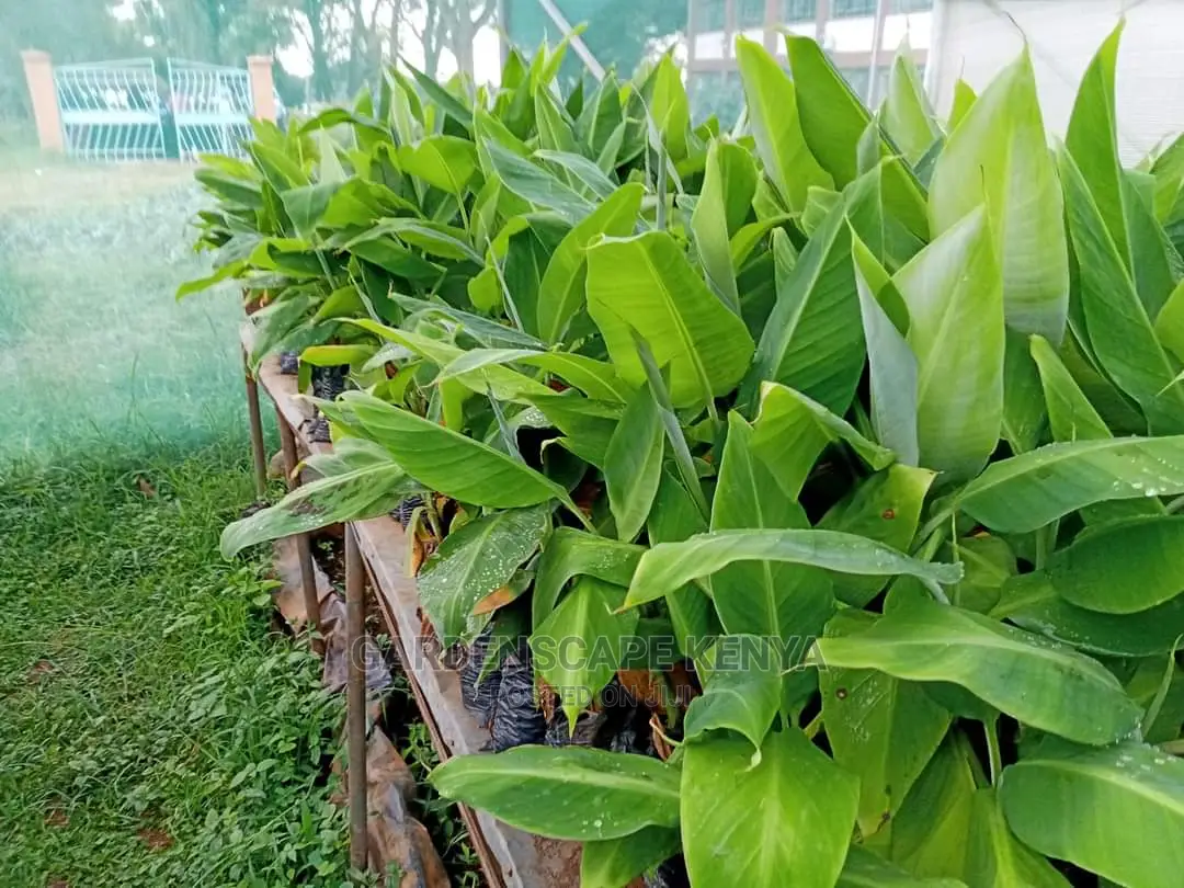 Tissue Culture Banana Seedlings.