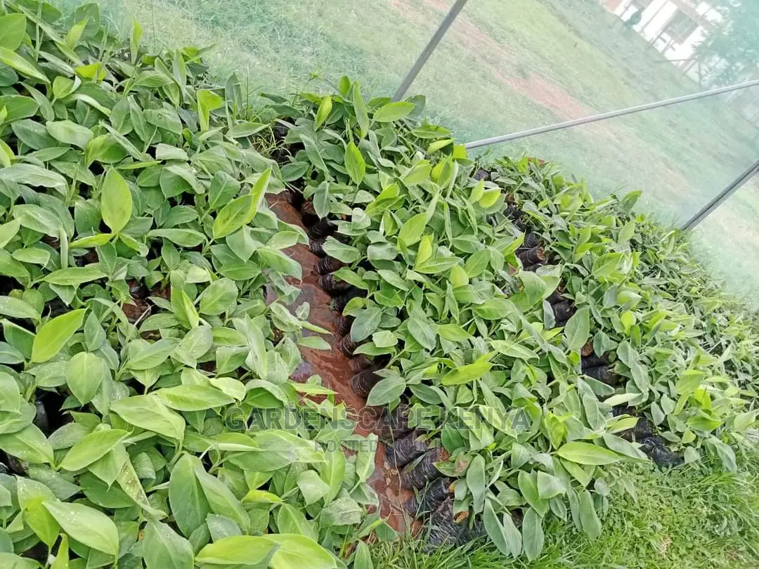 Tissue Culture Banana Seedlings.