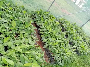 Tissue Culture Banana Seedlings.
