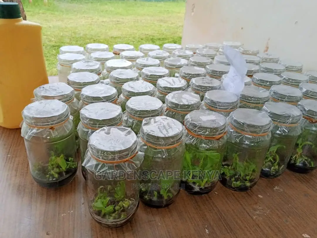 Tissue Culture Banana Seedlings.
