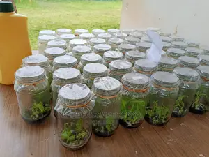 Tissue Culture Banana Seedlings.