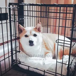 Puppies Rabbit Crates