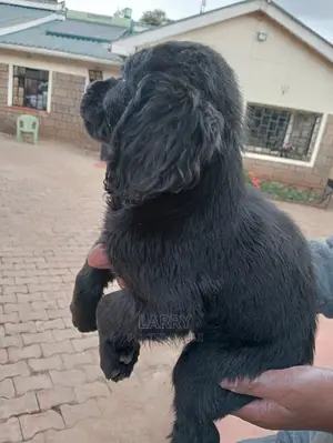 1-3 Months Female Purebred Cocker Spaniel