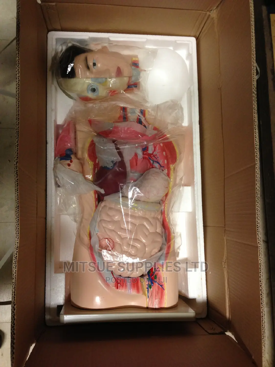 Model Human Torso for Education