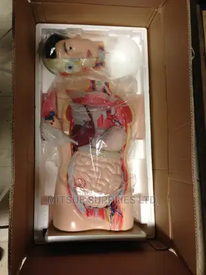 Model Human Torso for Education