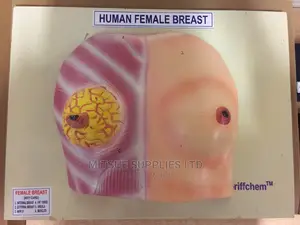 Model Human Female Breast