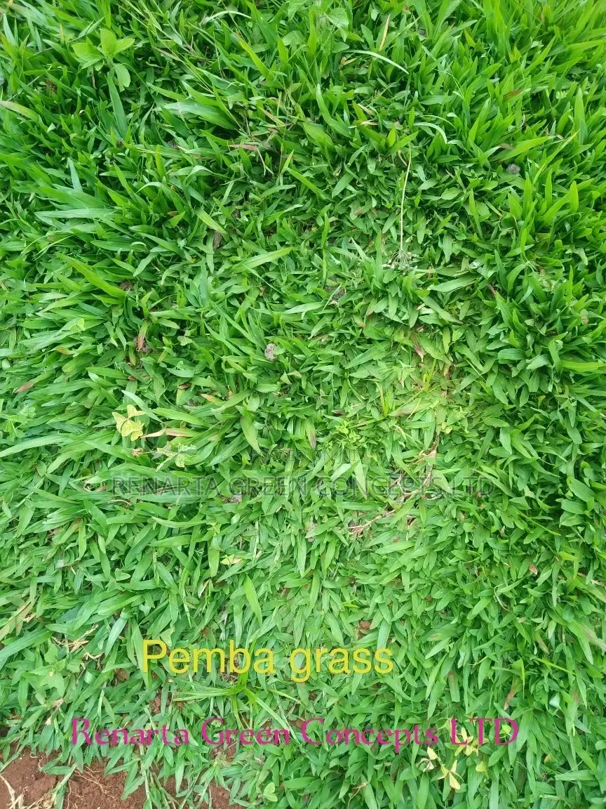 Pemba Grass Wholesale