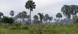Majoreni 30 Acres of Arable Land on Sale