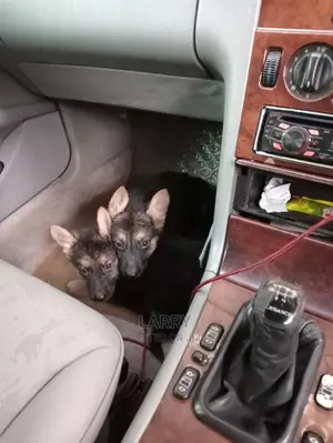 1-3 Months Female Purebred German Shepherd