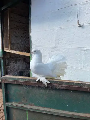 White Male Fantail