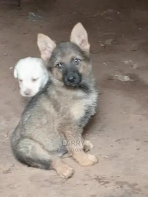 1-3 Months Male Purebred German Shepherd