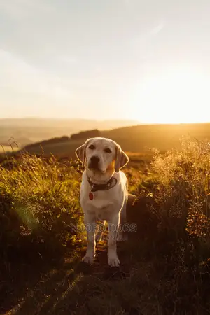 Dog Training Services