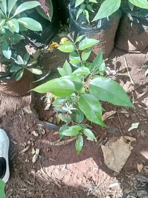 Star Jasmine Plant