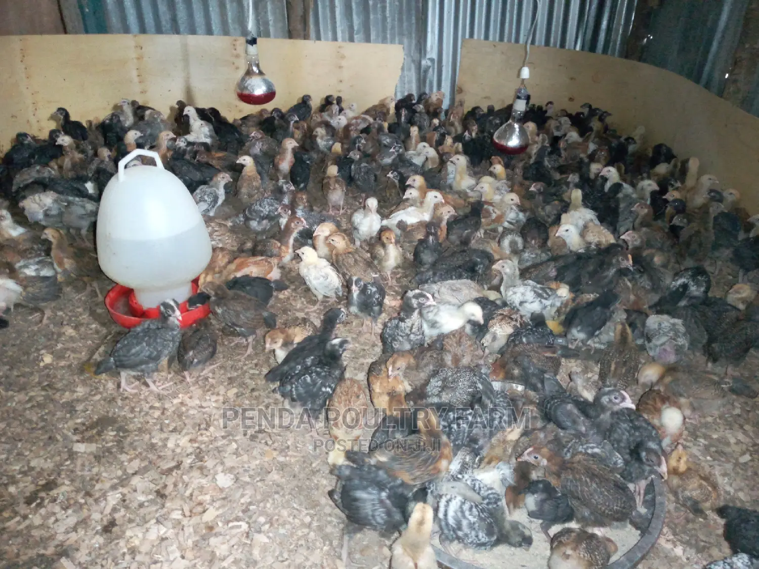 One Month Old Improved Kienyeji Chicks