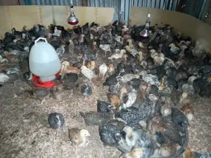 One Month Old Improved Kienyeji Chicks