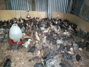 One Month Old Improved Kienyeji Chicks